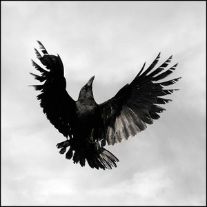 Crow, Animal Photography, Bird Photography Art Print, Fine Art Photography image 2