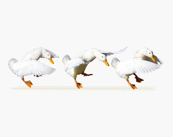 Animal Art Print, Conga Line, Kid's Wall Art, Children's Art, White Ducks Dancing