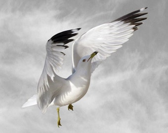 Animal Photography, Bird Photography Print, Seagull, Fine Art Photography, Climb