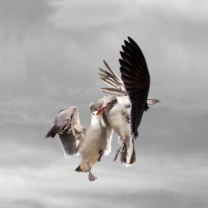 Limited Edition Art Photography Print, Bird Art, Heermann&#39;s Gulls, Seagulls, Gulls, Kiss, Share,