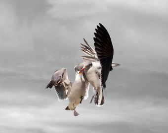 Limited Edition Art Photography Print, Bird Art, Heermann's Gulls, Seagulls, Gulls, Kiss, Share,