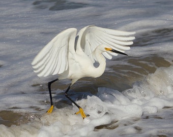 Animal Photography, Bird Photography, Beach Art, Snowy Egret, Bird Art Print, Fine Art Photography, Wave Jumping