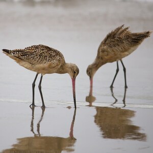 Bird Animal Photography, Bird Art Print, Nature Photography, Wall Art, Home Decor, Beach Art