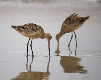 Photographie animalière d'oiseau, impression d'art d'oiseau, photographie de nature, art mural, décoration d'intérieur, art de plage