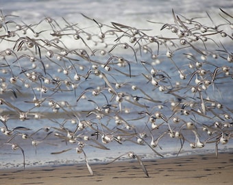 Bird Photography, Flock of Sanderlings, Bird Art Print, Limited Edition Fine Art Print, Fine Art Photography, Large Print, Fishnet
