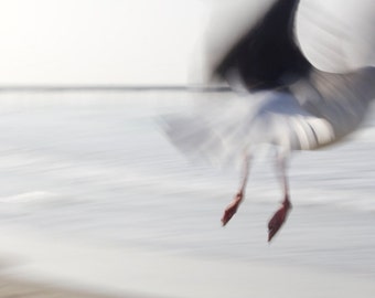 Bird Photography, Abstract Nature Photography, Western Gull, Seagull, Bird Art Print, Fine Art Photography, Feet