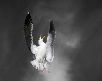 Beach Art, Fine Art Print, Western Gull, Seagull, Limited Edition Photography, Bird Art Print, Call with Cirrus Clouds