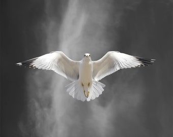 Bird Photography, Ring-billed Gull Bird, Limited Edition Photography Bird Art Print , Fine Art Photography, Flight Lesson A
