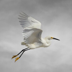 Bird, Snowy Egret, Limited Edition Photography Fine Art Print, Flow