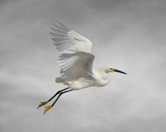 Bird, Snowy Egret, Limited Edition Photography Fine Art Print, Flow