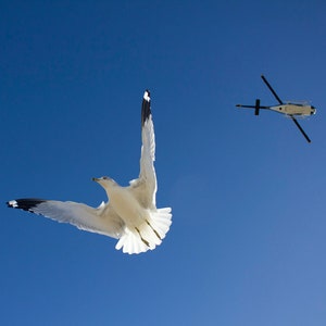 Seagull, Ring Billed Gull, Police Helicopter, Bird Art Print Photography, Fine Art Photography, Wall Art, Traffic