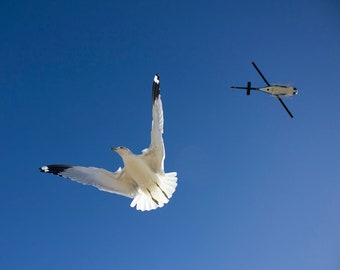 Seagull, Ring Billed Gull, Police Helicopter, Bird Art Print Photography, Fine Art Photography, Wall Art, Traffic