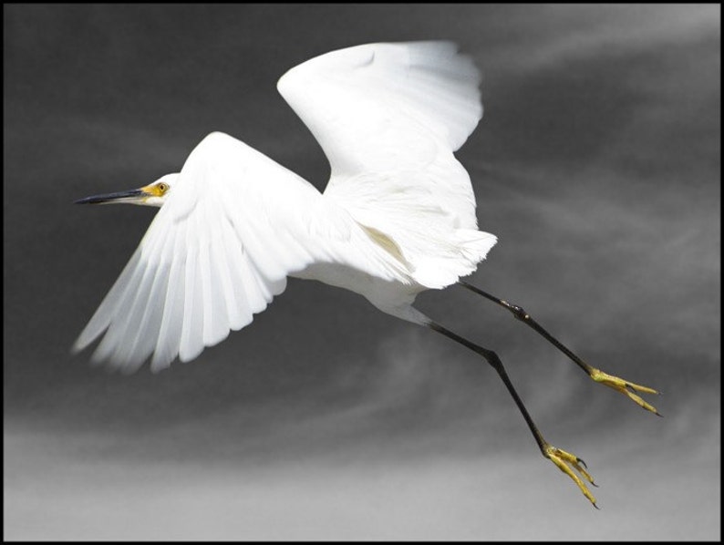 Animal Photography, Bird Photography, Snowy Egret, Bird Art Print, Fine Art Photography, Flight image 2