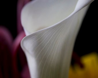 Calla lily Photograph, Flower Photograph, Fine Art Print, Large Wall Art, Large Abstract Photography, Floral Photography, Home Decor