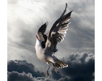 Icarus, Bird Photography, Animal Photography, Nature Photography, Seagull Art, Bird Art, Heermann's Gull, 5 x 5