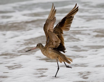 Bird, Marbled Godwit, Fine Art Photography Print, Home Decor, Frolic