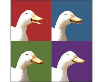 Laughing Duck, Animal Photography, Modern Art Portrait, Fine Art Photography