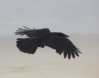 May include: A black crow in flight against a light gray sky.