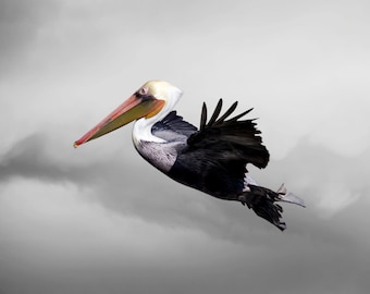 Pelican Art, Limited Edition Photography Fine Art Print, Glide