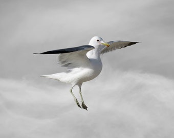 Bird Print, California Seagull, Seagull, Fine Art Print, Limited Edition Photography Bird Art Print, Eye Level with Cumulus Clouds