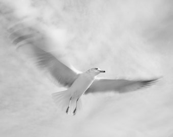 Limited Edition Art Print, Long-exposure Photography, Seagull, Abstract Photography, Fine Art Photography Print, Large Wall Art, Butten