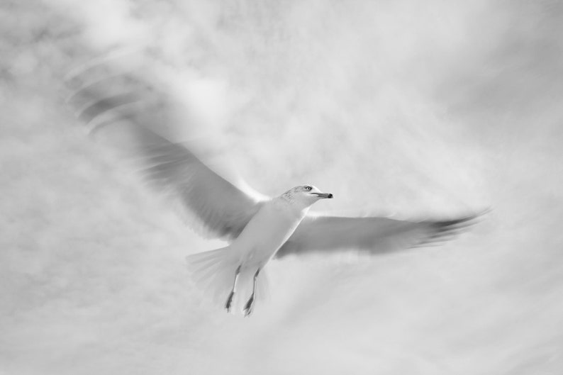Limited Edition Art Print, Long-exposure Photography, Seagull, Abstract Photography, Fine Art Photography Print, Large Wall Art, Butten image 1