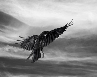 Crow Art Photography Limited Edition Fine Art Print, Black and White, Tempest