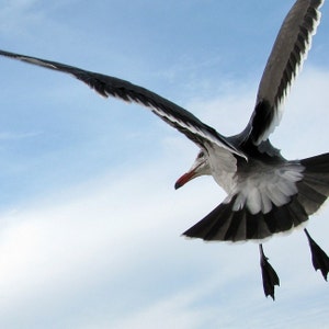 Bird Photography, Seagull, Heermann&#39;s Gull, Animal Art Print, Looking Back
