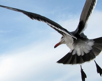 Bird Photography, Seagull, Heermann's Gull, Animal Art Print, Looking Back