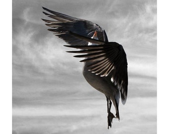 Spin, Animal Photography, Seagull Art, Bird Print, Fine Art Print, 5 x 5, FIne Art Photography