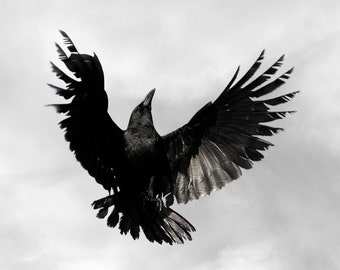 May include: A black crow with its wings spread wide, soaring against a cloudy sky.