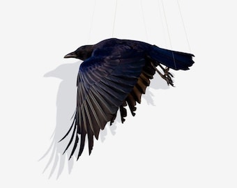 Crow, Animal Art, Bird Photography, Bird Art Print Photography, Fine Art Print, Suspend