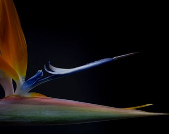 Bird of Paradise Photograph, Flower Photography, Large Print, Large Art Print, Flowers, Fine Art Print, Large Wall Art, Fine Art Photography