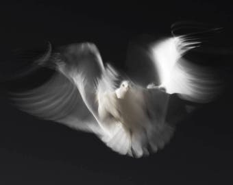 Ghost Bird, Abstract Photography, Limited Edition Art Print, Seagull, Bird Photography, Fine Art Photography Print, Forster