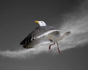 Seagull, Bird, Western Gull, Limited Edition Photography Fine Art Print, Moon Dance with Cirrus Clouds