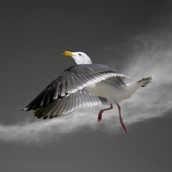 Seagull, Bird, Western Gull, Limited Edition Photography Fine Art Print, Moon Dance with Cirrus Clouds