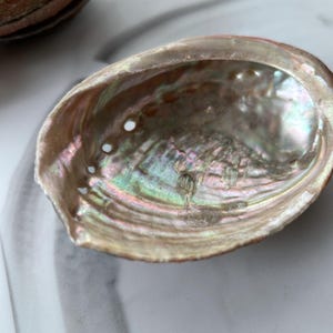 May include: Close-up of an iridescent abalone shell. The shell's interior displays a shimmering array of colors, including greens, pinks, and blues. The shell has a smooth, pearlescent surface with several small holes. The outer edge is a muted brown.