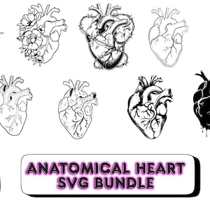 Anatomical Heart SVG | Realistic Human Heart Clipart | Medical Anatomy Line Art | Gothic SVG PNG | Valentine Dark Art Cricut File