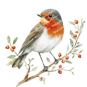 14 Robin bird clipart, Watercolor bird, printable Watercolor clipart, High Quality JPGs and PNGs, Digital download, Paper craft,