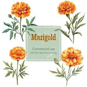 18 Marigold Clipart, Orange Flower Clipart, Garden Bloom Clipart, Printable Watercolor, High-Quality JPGs & PNG, Papercraft, Junk Journal