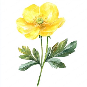 12 Buttercup Flower Clipart, Yellow Wildflower Clipart, Printable Watercolor Clipart, High Quality JPGs, Digital Download, Junk Journals