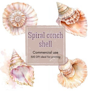 Peut inclure: Illustration à l'aquarelle de quatre coquillages en spirale aux tons pêche, rose et or. Les coquillages présentent des détails complexes et des formes variées. Le texte indique : "Spiral conch shell" et "Commercial use 300 DPI ideal for printing."
