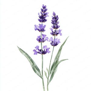 12 Lavender Sprig Clipart, Purple Blossom Clipart, Printable Watercolor Clipart, High Quality JPGs, Digital Download, Junk Journals