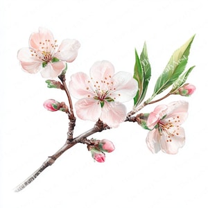 Może przedstawiać: Akwarela przedstawiająca kwitnącą gałąź z delikatnymi różowymi kwiatami, pąkami i zielonymi liśćmi. Gałąź jest w kolorze jasnobrązowym, a kwiaty mają żółte środki. Dzieło sztuki jest na białym tle.