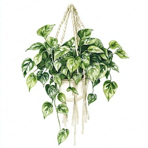 Puede incluir: Ilustración en acuarela de una planta colgante con exuberantes hojas verdes y una maceta blanca. La planta está suspendida por un colgador de macramé de fibra natural. Las hojas tienen una mezcla de tonos verdes claros y oscuros.