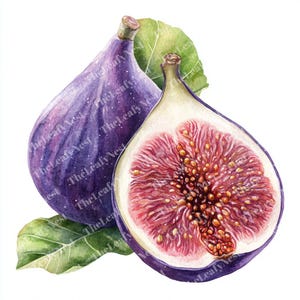 9 Watercolor whole fig fruit, Fruit clipart, Printable Watercolor clipart, High-Quality JPG, Digital download, Papercraft, junk journal