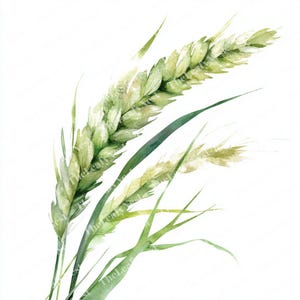 10 Wheatgrass Clipart, Watercolor Grass Stalk Clipart, Printable Natural Plant Clipart, High Quality JPGs, Digital Download, Junk Journals