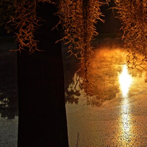 Könnte beinhalten: Ein goldener Sonnenaufgang spiegelt sich in einem stillen See wider, mit einem Baum mit langen, braunen Spanischem Moos, das über das Wasser hängt.