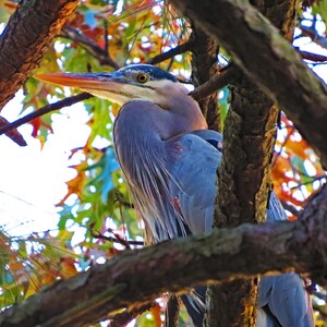 May include: A blue heron perched in a tree with colorful fall leaves. The heron's head is turned to the side, and its beak is open slightly. The tree branches are brown and textured.