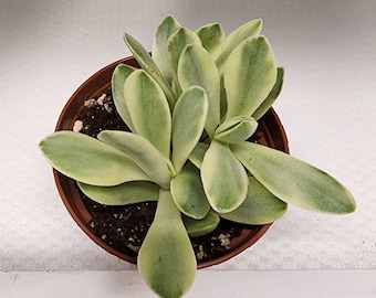 Crassula Swaziensis - well rooted in a 2" pot